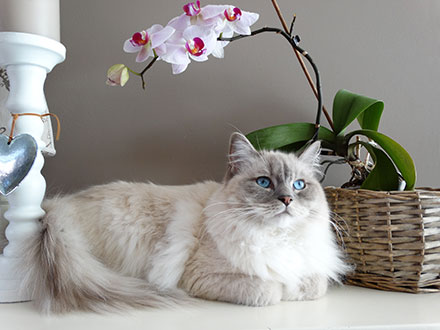 Elegant looking white Ragdoll cat with piercing blue eyes lying down in the house next to an orchid